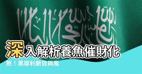 黑摩利數目|【黑摩利數目】揭秘招財化煞秘訣：養幾條黑摩利，讓你財運亨。